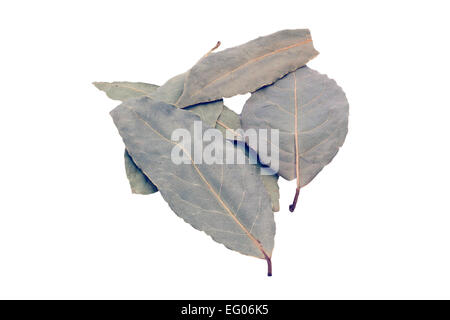 Un couple de feuilles de laurier isolated on white Banque D'Images