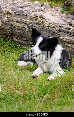 Le chien de berger Border Collie, couchée sur l'herbe, Pyrénées. La France. Banque D'Images