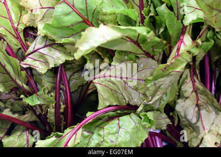 Belles feuilles de betterave, légumes, ont été sélectionnés pour être photographiés Banque D'Images