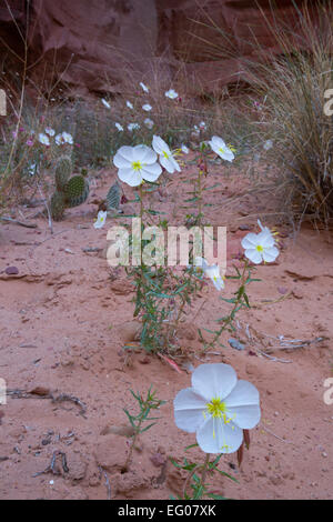 L'onagre (Onagraceae) Coyote Gulch dans l'Utah. printemps. Banque D'Images