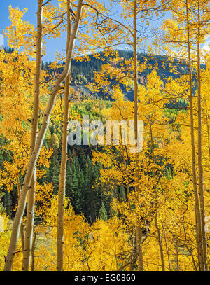 Gunnison National Forest, West Elk Mountains, CO : peupliers rétroéclairé à l'automne Banque D'Images