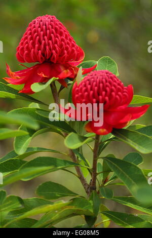 Fleurs au Waratah Jardins des rhododendrons Campbell à Blackheath, les Blue Mountains, dans le NSW, Australie. Banque D'Images