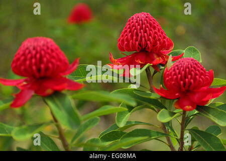 Fleurs au Waratah Jardins des rhododendrons Campbell à Blackheath, les Blue Mountains, dans le NSW, Australie. Banque D'Images