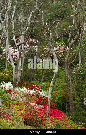 Eucalyptus entouré de fleurs de printemps fleurs de jardins des rhododendrons Campbell, Blackheath, New South Wales, Australie. Banque D'Images