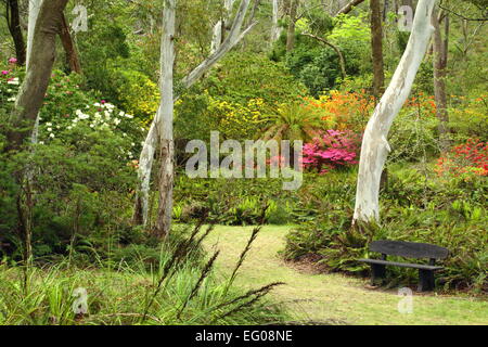 Le banc d'un parc entouré d'eucalyptus et de floraison de fleurs de printemps à Blackheath, New South Wales, Australie. Banque D'Images