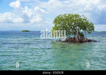 Palétuvier isolée dans l'eau avec une île à l'horizon, la mer des Caraïbes, Panama, Bocas del Toro archipelago Banque D'Images