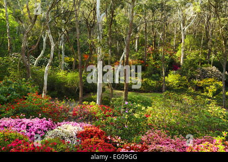 Eucalyptus entouré de fleurs de printemps fleurs de jardins des rhododendrons Campbell, Blackheath, New South Wales, Australie. Banque D'Images