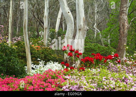 Eucalyptus entouré de fleurs de printemps fleurs de jardins des rhododendrons Campbell, Blackheath, New South Wales, Australie. Banque D'Images