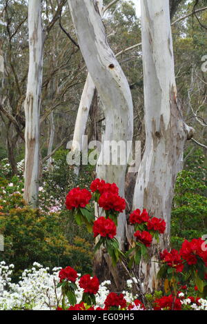 Eucalyptus entouré de fleurs de printemps fleurs de jardins des rhododendrons Campbell, Blackheath, New South Wales, Australie. Banque D'Images