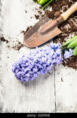 Pelle et Jacinthe bleu avec de la terre sur fond de bois blanc, le jardinage de printemps Banque D'Images