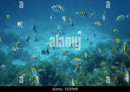 Le sergent-major de l'École de poissons, Abudefduf saxatilis, au-dessus d'un récif de corail de la mer des Caraïbes Banque D'Images