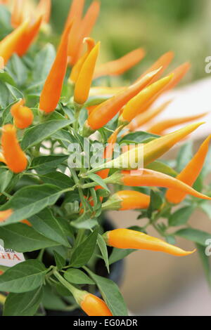 Cha Cha piment Capsicum annuum dans un pot Banque D'Images