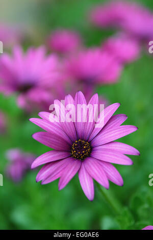 African Daisies Ostéospermum Banque D'Images