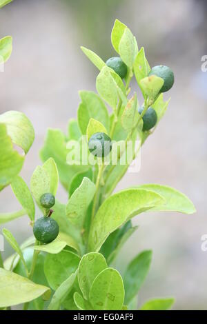 Calamondin, Kumquat, Citrofortunella microcarpa Banque D'Images