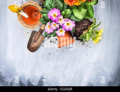 Les fleurs du printemps l'empotage avec outils de jardin, des pots et du sol, sur une table en bois gris , vue d'en haut, Banque D'Images