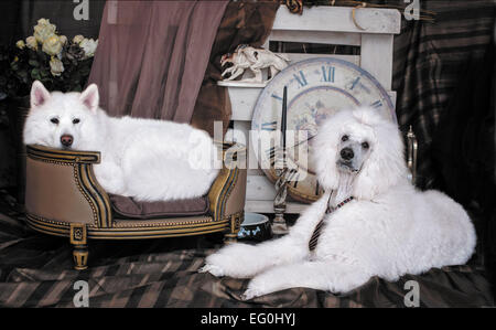 Deux chiens blancs Banque D'Images