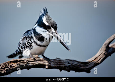L'Afrique du Sud, Pied kingfisher Ceryle rudis () sur une branche Banque D'Images