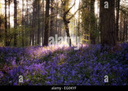 Bluebell Woods, Stratford-upon-Avon, Warwickshire, West Midlands, Angleterre, Royaume-Uni Banque D'Images