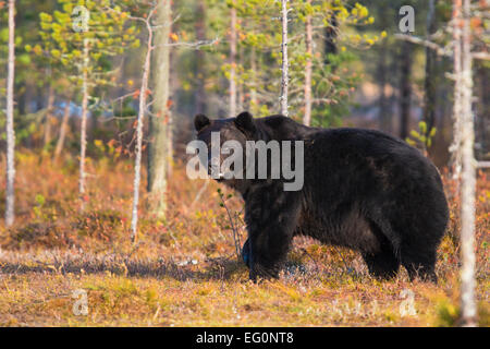 Gros ours brun, Ursus arctos, debout et en regardant autour, couleurs d'automne sur le sol, Kuhmo, Finlande Banque D'Images