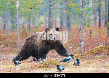 Ours brun, Ursus arctos, marche en rouge couleur de l'automne, les arbustes et les corneilles sont cinq sur le sol en face de lui Banque D'Images