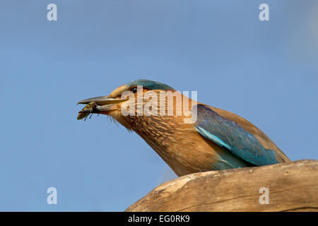 Rouleau indien Coracias benghalensis - Banque D'Images