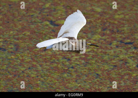 Indian Pond Heron - Ardeola grayii Banque D'Images