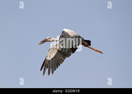 Ouvrez-billed Stork -Anastomus oscitante Banque D'Images