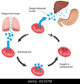 Le transport d'oxygène des poumons vers les organes Cycle étiqueté Illustration de Vecteur