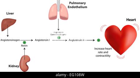 Système rénine angiotensine aldostérone Illustration de Vecteur