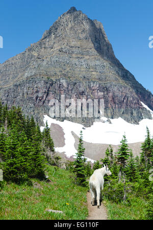 Mon copain de randonnée, une chèvre de montagne - Glacier NP, MT Banque D'Images