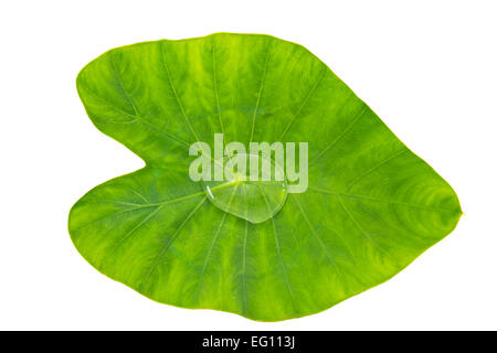 Colocasia esculenta aquatilis Hassk connu comme 'oreille d'usine' avec goutte d'eau isolé sur fond blanc et clipping path Banque D'Images