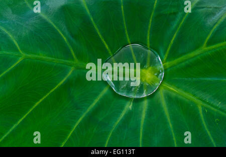 Colocasia esculenta aquatilis Hassk connu sous le nom de 'Plant' à oreilles d'éléphant et la goutte d'eau Banque D'Images