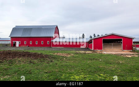 Grange rouge et les bâtiments agricoles sur une ferme laitière dans le Canada rural Banque D'Images