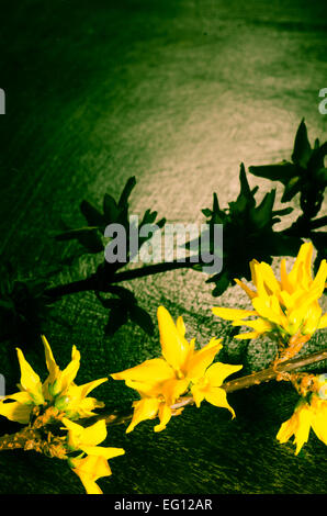 Forsythia twig sur fond sombre Banque D'Images