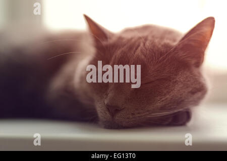 Chat gris dort sur la fenêtre Banque D'Images