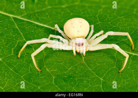 BNEXA7, Misumena vatia araignée Crabe Banque D'Images