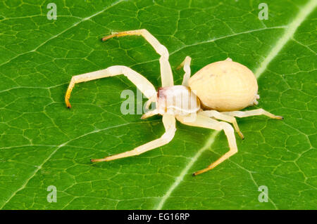 BNEXAF, Misumena vatia araignée Crabe Banque D'Images