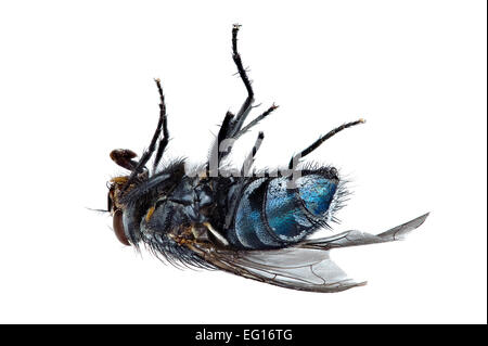 L'accent de l'image volée morts empilés sur son dos bleue Calliphora vomitoria tous les insectes de au point est Banque D'Images