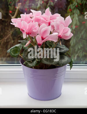 Cyclamen persicum-Hybride. Cyclamen persicum en pot (un grand "cultivar florists'') sur un rebord de la véranda. Banque D'Images