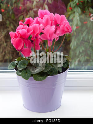 Cyclamen persicum-Hybride. Cyclamen persicum en pot (un grand "cultivar florists'') sur un rebord de la véranda. Banque D'Images