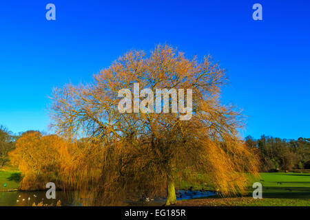 Des paysages pittoresques  ; à Himley Hall & Park à Dudley, West Midlands - le Pays Noir... ? Banque D'Images