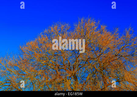 Des paysages pittoresques  ; à Himley Hall & Park à Dudley, West Midlands - le Pays Noir... ? Banque D'Images