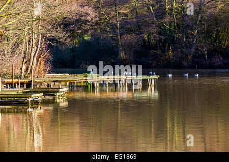 Des paysages pittoresques  ; à Himley Hall & Park à Dudley, West Midlands - le Pays Noir... ? Banque D'Images