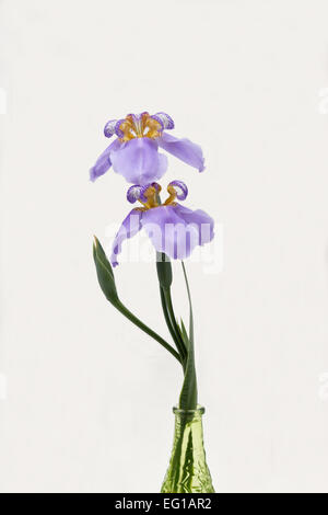 Blue iris dans un vase vert sur fond blanc Banque D'Images