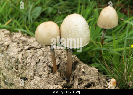 Egghead champignons mottlegill close up Banque D'Images