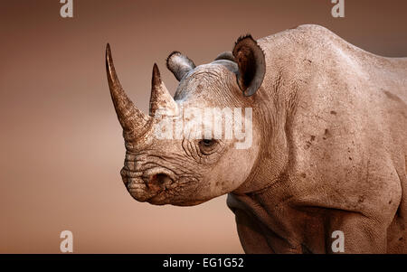 Portrait du rhinocéros noir (Diceros bicornis) sur les marais salants du Parc National d'Etosha (Namibie) Banque D'Images