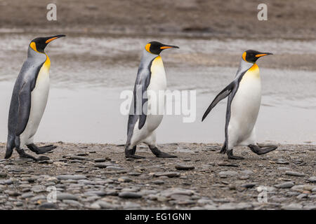 Le manchot royal (Aptenodytes patagonicus) marchant dans la plaine de Salisbury, Bay of Isles sur la côte nord de la Géorgie du Sud Banque D'Images