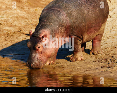 Au bord de l'eau potable Hippo Banque D'Images