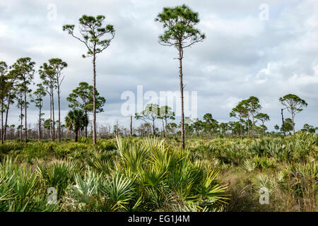 Florida Port Saint St. Lucie, savanes Preserve State Park, Slash Pine Trees, bassin marécageux, srubby Flatwoods, prairie humide, Atlantic Scrush Ridge, eau douce m Banque D'Images