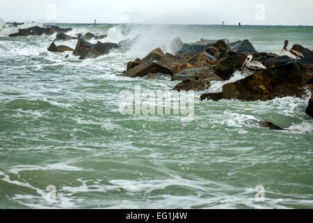 Fort ft. Pierce Florida, fort Pierce Inlet Water State Park, l'eau de l'océan Atlantique, surf brut, jetée, brise-lames, pélican brun, les visiteurs se rendent à Banque D'Images